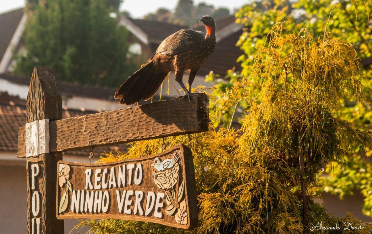 Pousada Recanto Ninho Verde Chales Campos do Jordão Exterior foto